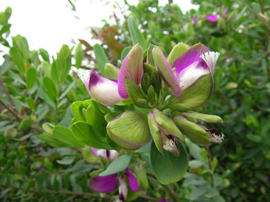 APII jpeg image of Polygala myrtifolia  © contact APII