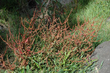 APII jpeg image of Rumex conglomeratus  © contact APII