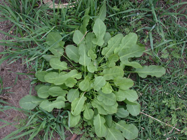 APII jpeg image of Rumex crispus  © contact APII