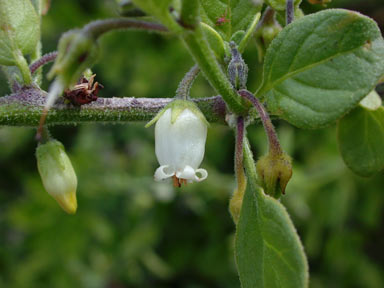 APII jpeg image of Salpichroa origanifolia  © contact APII