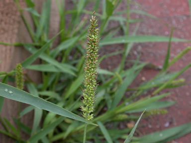 APII jpeg image of Setaria verticillata  © contact APII