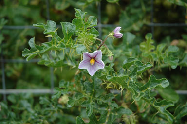 APII jpeg image of Solanum linnaeanum  © contact APII