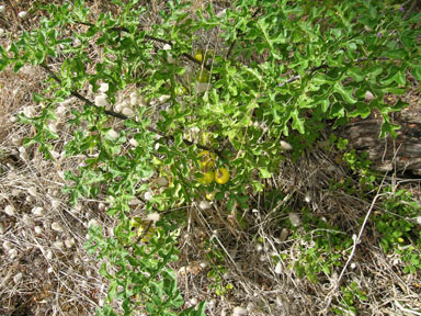 APII jpeg image of Solanum linnaeanum  © contact APII