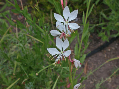 APII jpeg image of Oenothera lindheimeri  © contact APII