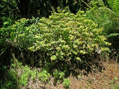 APII jpeg image of Hypericum androsaemum  © contact APII