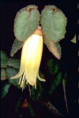 APII jpeg image of Correa reflexa 'Lemon and Lime'  © contact APII