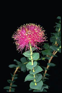 APII jpeg image of Melaleuca cordata  © contact APII