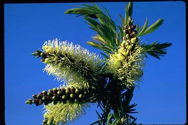 APII jpeg image of Melaleuca incana subsp. incana  © contact APII