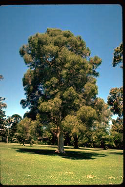 APII jpeg image of Melaleuca styphelioides  © contact APII