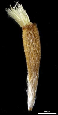 APII jpeg image of Vittadinia condyloides  © contact APII