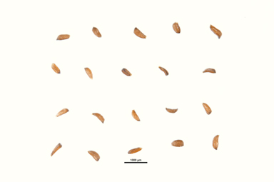 APII jpeg image of Melaleuca diosmatifolia  © contact APII