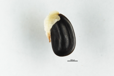 APII jpeg image of Acacia dealbata  © contact APII