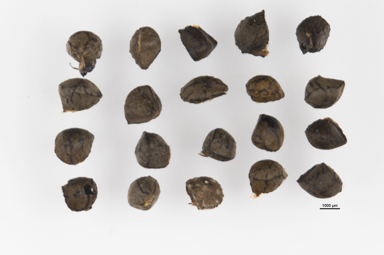 APII jpeg image of Bulbine bulbosa  © contact APII