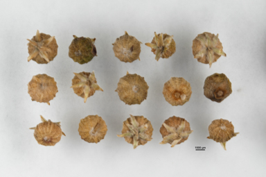 APII jpeg image of Brachyloma daphnoides  © contact APII