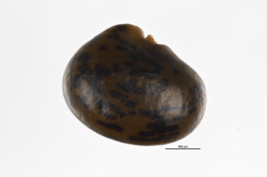 APII jpeg image of Oxylobium cordifolium  © contact APII