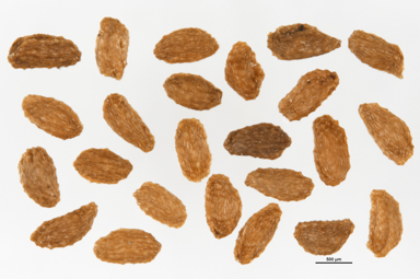 APII jpeg image of Dracophyllum oceanicum  © contact APII