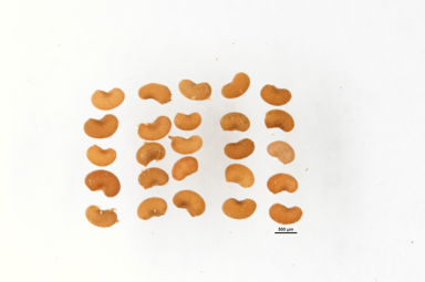 APII jpeg image of Triplarina nowraensis  © contact APII