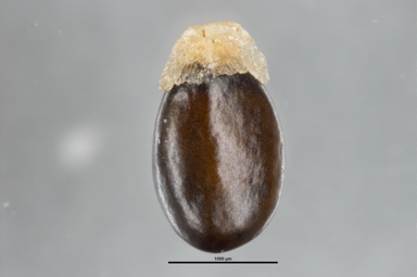 APII jpeg image of Bertya riparia  © contact APII