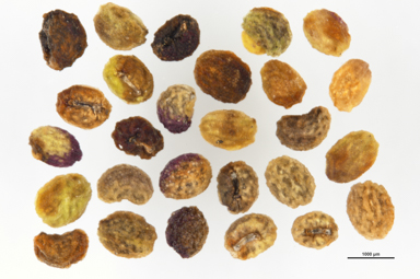 APII jpeg image of Galium gaudichaudii  © contact APII