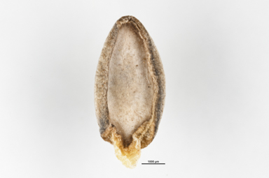 APII jpeg image of Grevillea australis  © contact APII