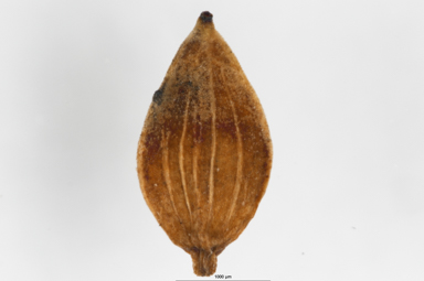 APII jpeg image of Carex hypandra  © contact APII