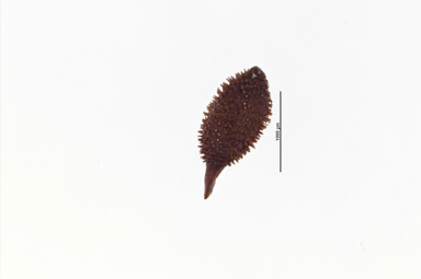 APII jpeg image of Callicoma serratifolia  © contact APII