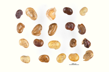 APII jpeg image of Jacksonia stellaris  © contact APII