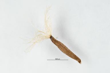 APII jpeg image of Celmisia pugioniformis  © contact APII