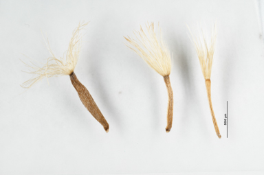 APII jpeg image of Celmisia pugioniformis  © contact APII