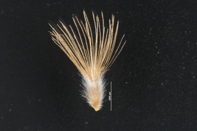 APII jpeg image of Streptoglossa odora  © contact APII