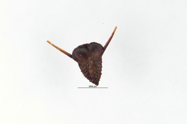 APII jpeg image of Calotis cuneifolia  © contact APII