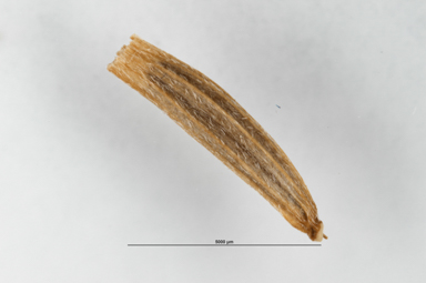 APII jpeg image of Celmisia pugioniformis  © contact APII