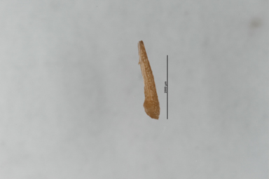 APII jpeg image of Calothamnus gracilis  © contact APII