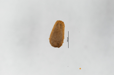 APII jpeg image of Leptinella filicula  © contact APII