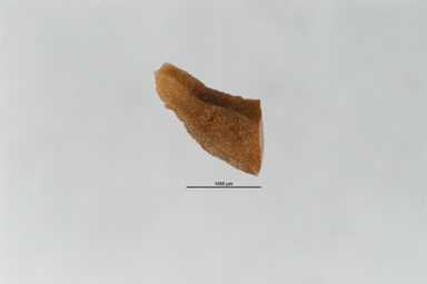 APII jpeg image of Eremaea pauciflora var. pauciflora  © contact APII