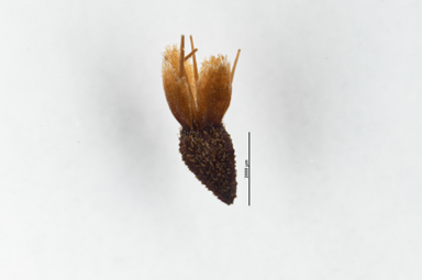 APII jpeg image of Calotis glandulosa  © contact APII