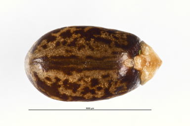 APII jpeg image of Beyeria lechenaultii  © contact APII