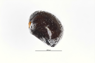 APII jpeg image of Dodonaea lanceolata var. lanceolata  © contact APII