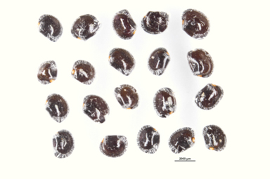 APII jpeg image of Dodonaea lanceolata var. lanceolata  © contact APII