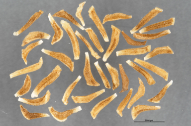 APII jpeg image of Lophostemon confertus  © contact APII