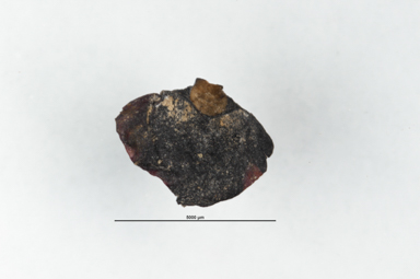 APII jpeg image of Callitris oblonga subsp. oblonga  © contact APII