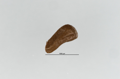 APII jpeg image of Calothamnus affinis  © contact APII