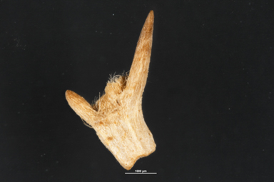 APII jpeg image of Sclerolaena patenticuspis  © contact APII