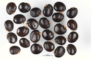 APII jpeg image of Dodonaea lobulata  © contact APII