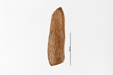 APII jpeg image of Calothamnus pinifolius  © contact APII