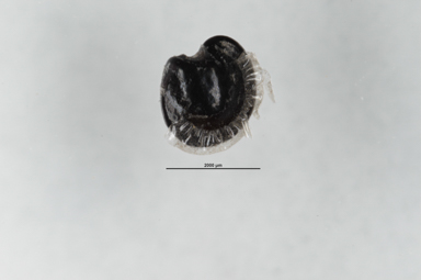 APII jpeg image of Dodonaea triquetra  © contact APII