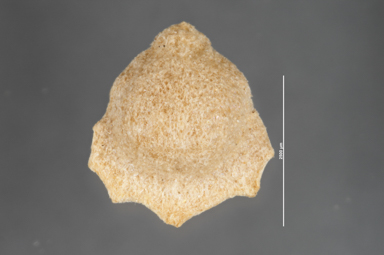 APII jpeg image of Atriplex muelleri  © contact APII