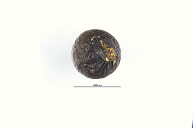 APII jpeg image of Cryptocarya obovata  © contact APII