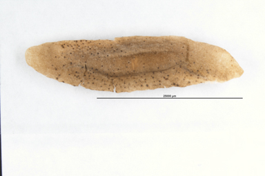 APII jpeg image of Flindersia bennettiana  © contact APII