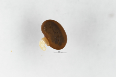 APII jpeg image of Bossiaea obcordata  © contact APII